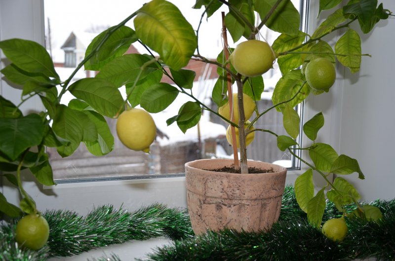 Витамин С круглый год: как вырастить лимон в домашних условиях