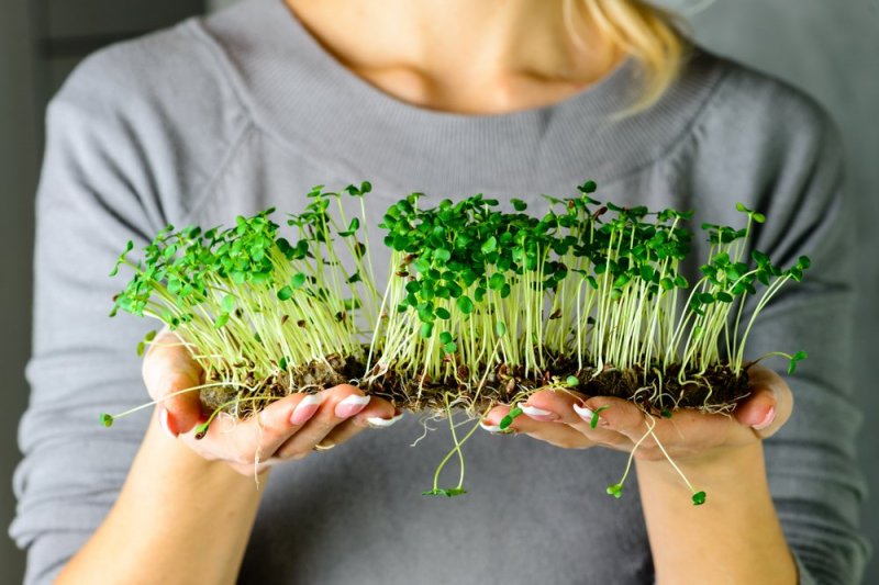 Тренд сезона - выращиваем микрозелень