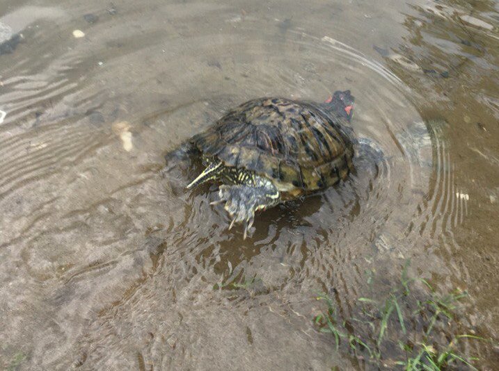Ловить черепаху. Черепахи в Александровской реке. В США выловили черепаху. Черепаха пойманная рядом с Панамой. Черепашка ловят рыбаки.