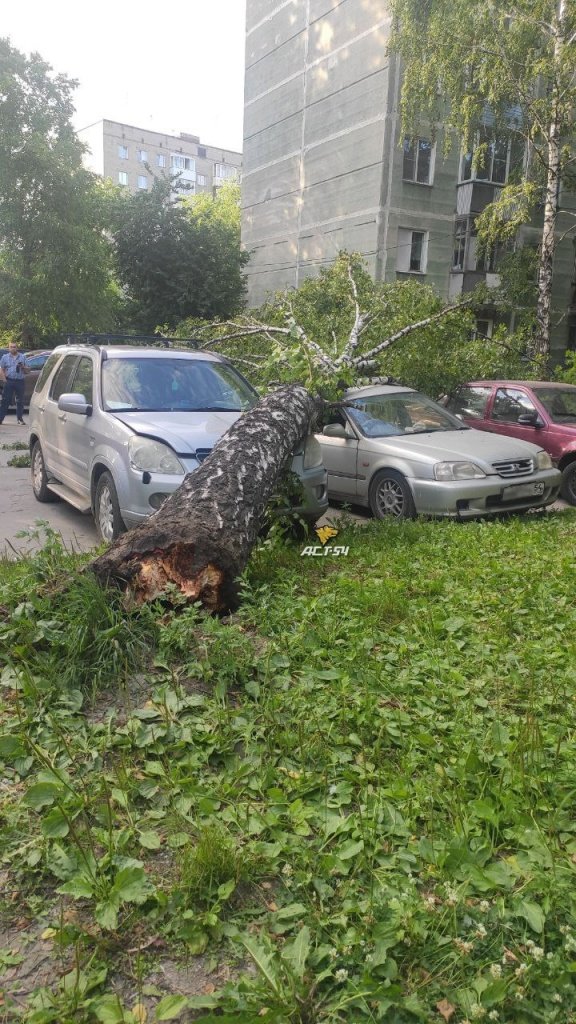 Павшее дерево на. Упало дерево Новосибирск. Яккасарайский район дерева упал на машине. В Тихорецке дерево упало на машину. Дерево упало на Ниссан премьера Томск 5ой армии 12.