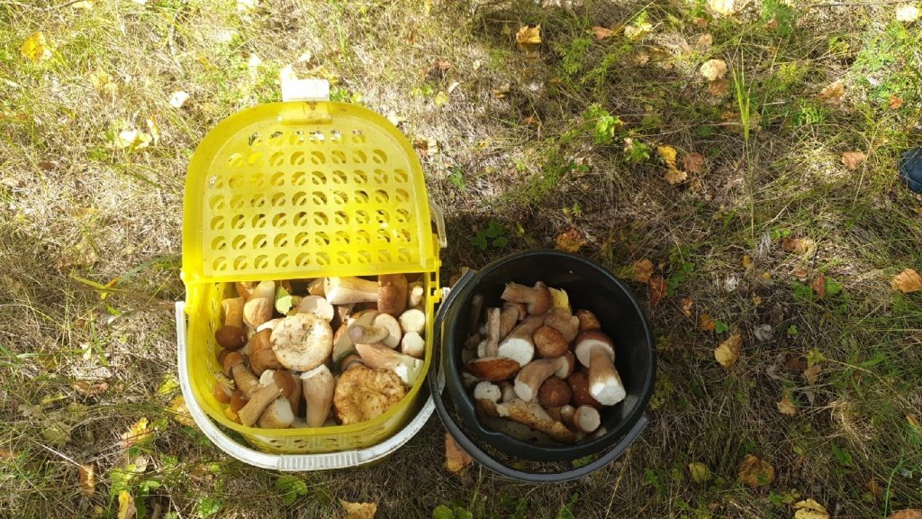 Грибы новосибирске купить. Крот собирает грибы на полянке.