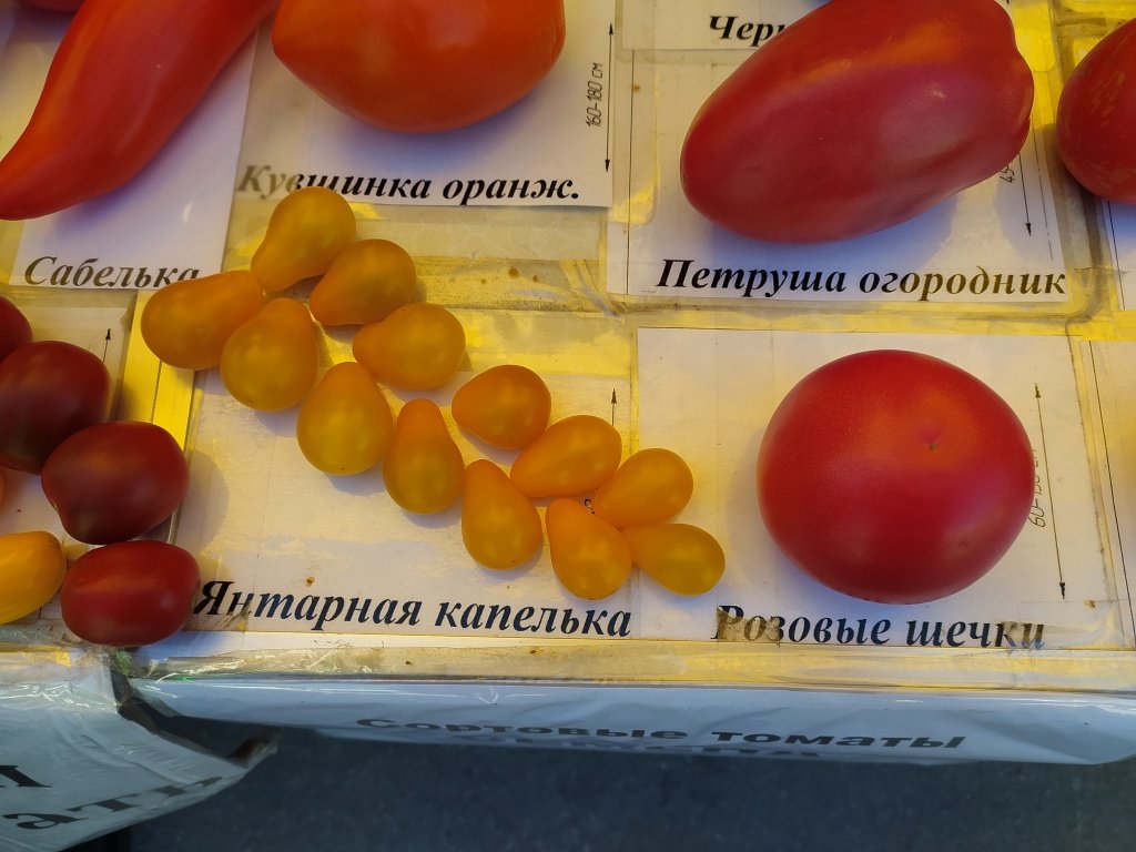 помидоры4.jpg