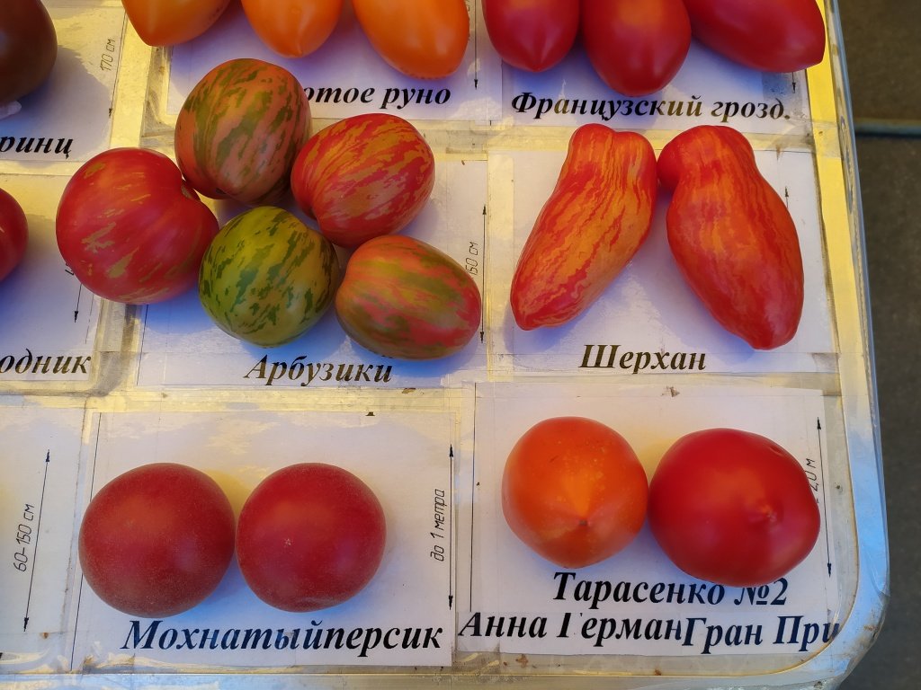 помидоры1.jpg