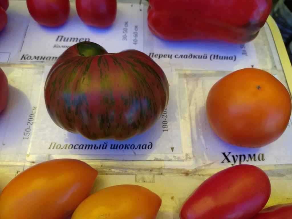 помидоры2.jpg