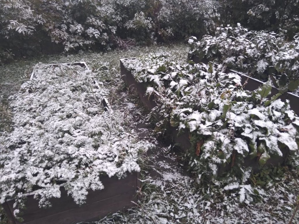 Выпал снег воскресенье. Первый снег в Новосибирске 2021. Первый снег в Новосибирске. В Новосибирске выпал снег. Новосибирск снег 26 сентября.