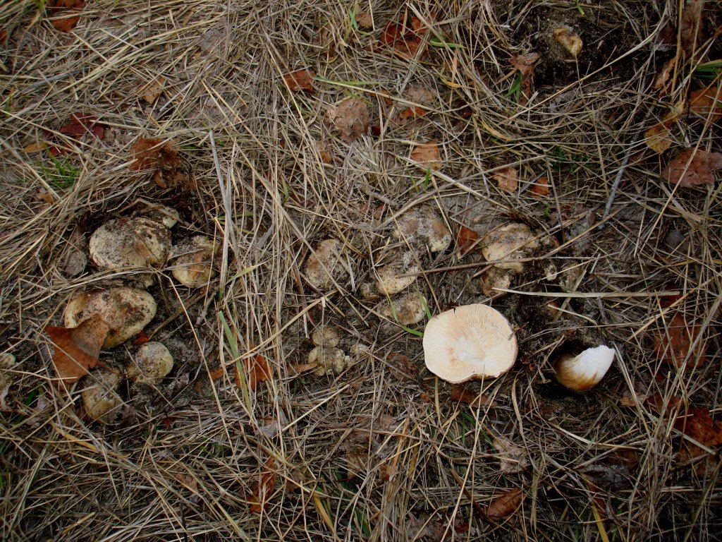Фото гриб подтопольник как выглядит и описание