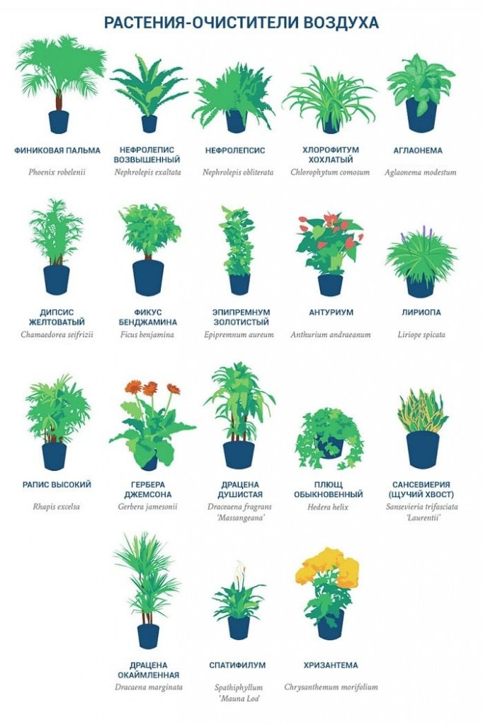 Список растений
