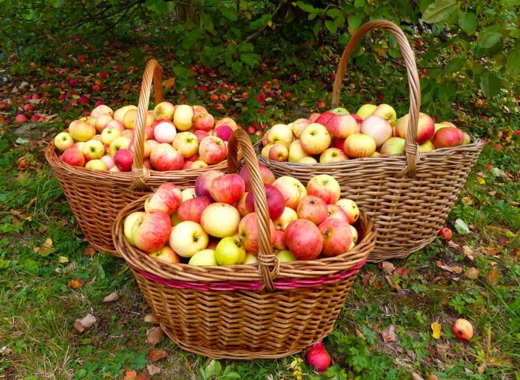 Сбор яблок