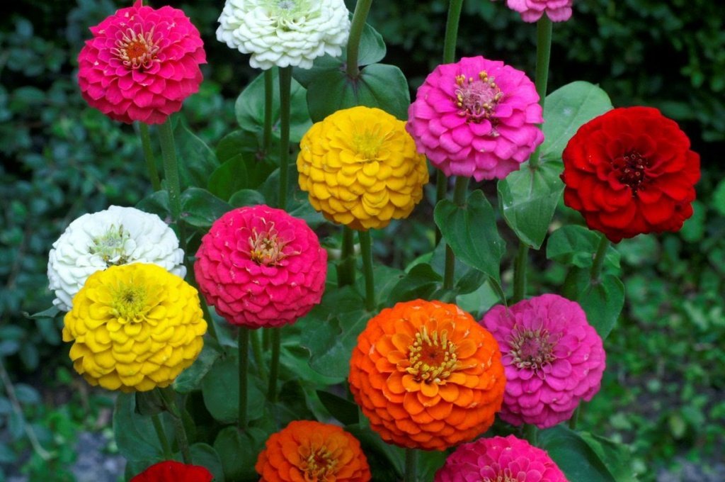 20 растений с большими цветками – яркие акценты для вашего сада | Дизайн участка (ремонты-бмв.рф)