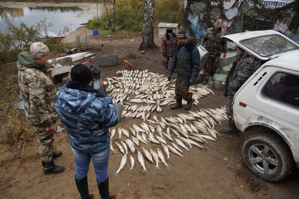 Обское море рыбалка. Рыба в Новосибирске. Остров Нечунаевский Новосибирск. Незаконная охота Новосибирская область.