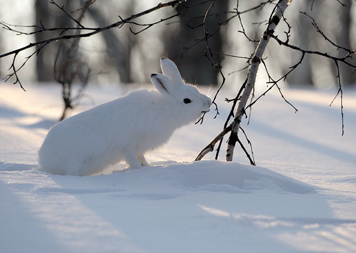 В Новосибирске появились зайцы-беляки