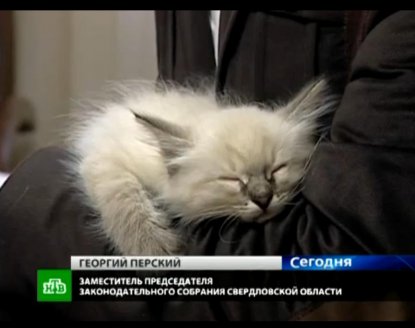Коты пошли во власть в российских регионах