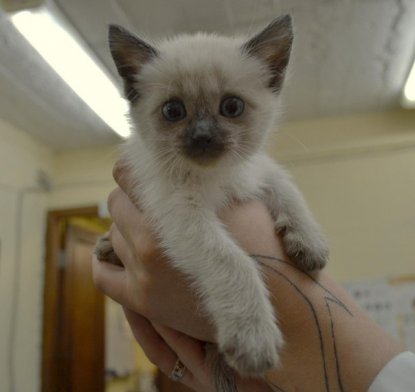 Ветеринары спасли жизнь котенку, родившемуся без ануса