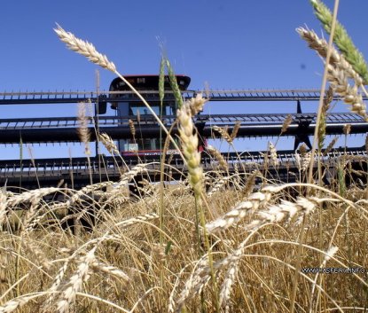 Новосибирские аграрии рассчитывают собрать 11 центнеров зерна с гектара