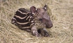 Детеныш тапиров покинет Новосибирский зоопарк