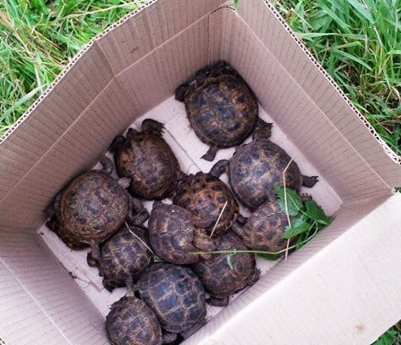 Более тысячи редких черепах погибли в яме на берегу Оби