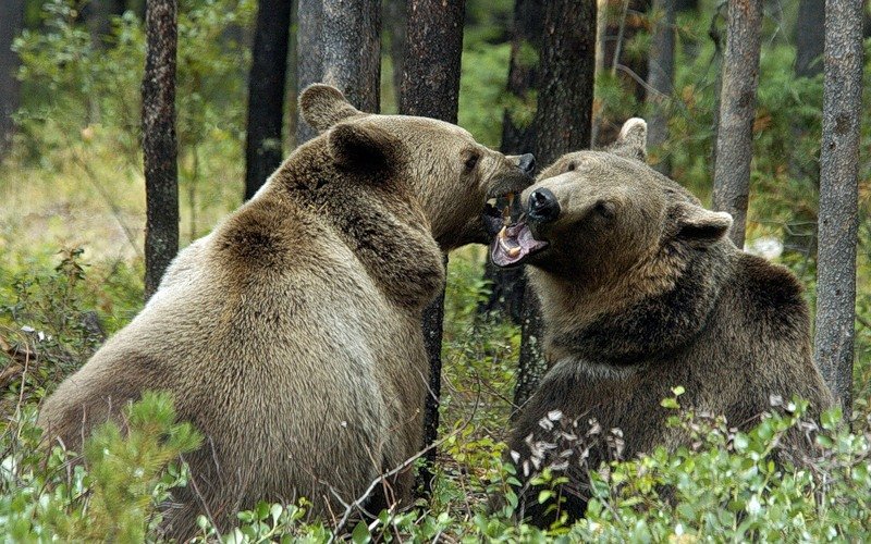 Медведи, лоси и соболя расплодились в Новосибирской области