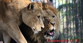 У львов в новосибирском зоопарке родились двое малышей