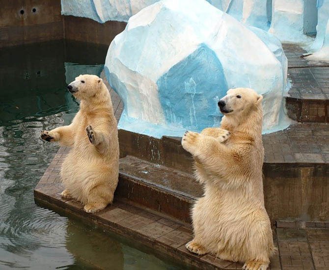 Белые медведи в новосибирском зоопарке стали родителями