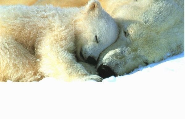 Белая медведица Герда вывела своего малыша из берлоги (ФОТО)