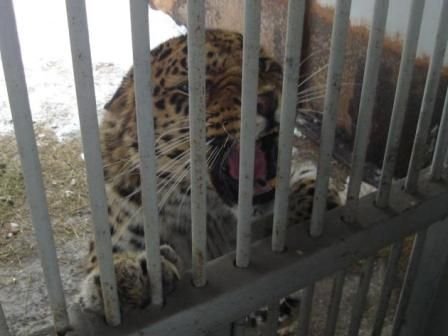 Новосибирские ягуары загрызли медвежонка в зоопарке