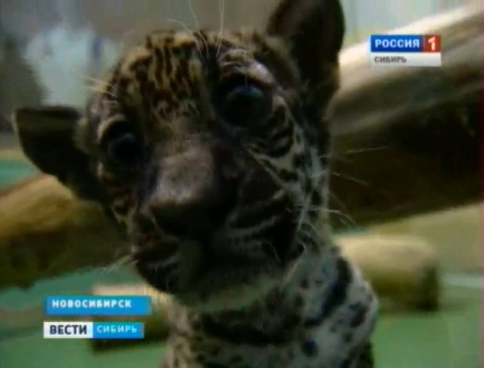 Самка ягуара отказалась от котенка в новосибирском зоопарке
