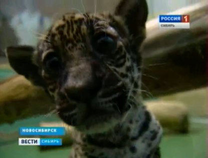 Самка ягуара отказалась от котенка в новосибирском зоопарке