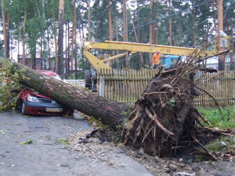 Тысячи опасных деревьев нашли в Новосибирской области