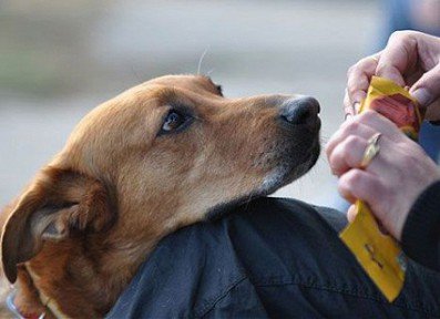 Догхантеры устроили новую охоту на собак в Академгородке