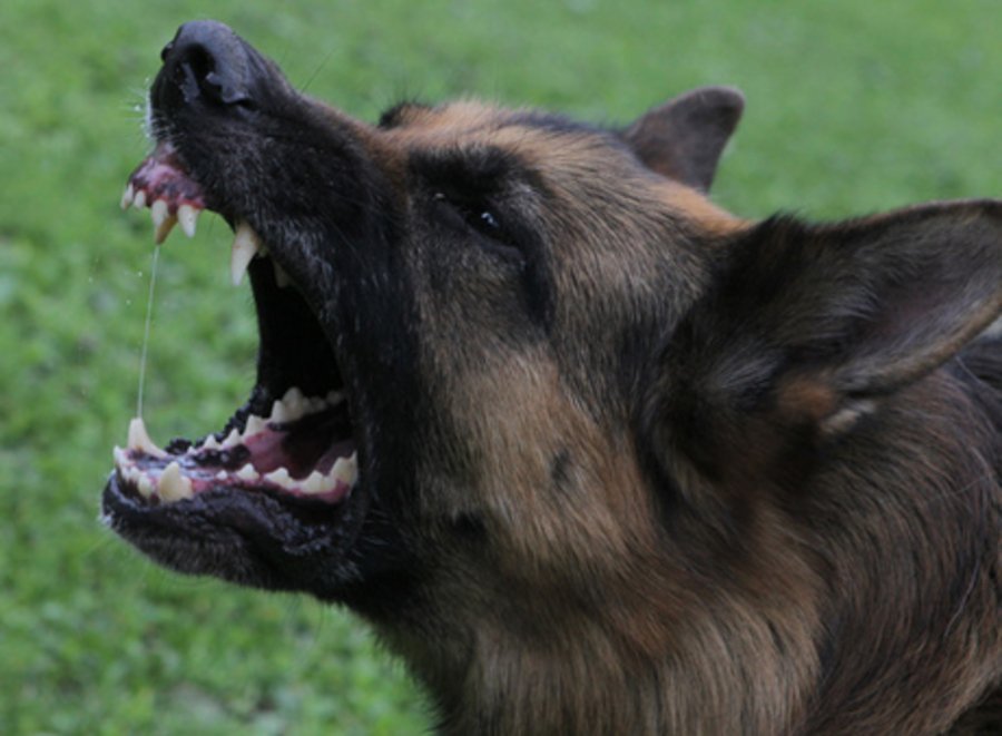 Собака покусала шестилетнюю девочку в новосибирском парке