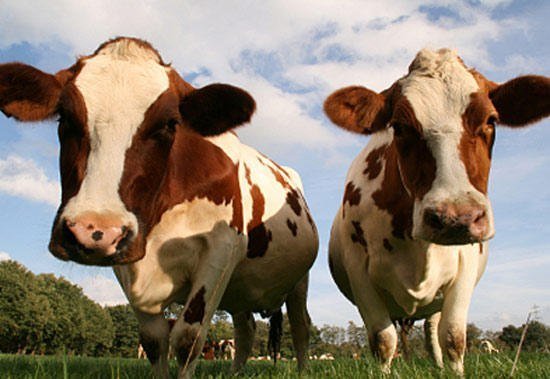 Коровы заболели бешенством в Новосибирской области