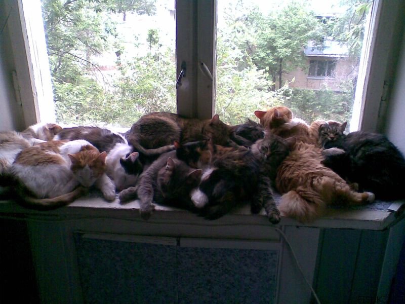 Кошки обглодали труп своей хозяйки в Новосибирске