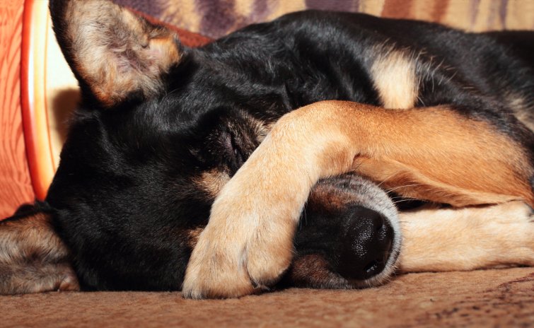 Владельцев собак предупредили о рассыпанном яде в Новосибирске