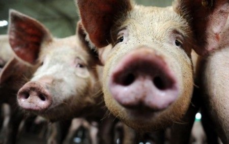 Министр сельского хозяйства раскрыл аферу со свиньями