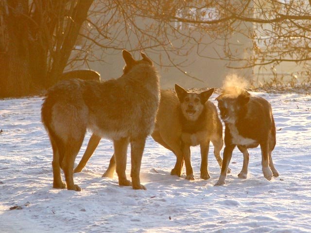 Свора собак откусила мужчине уши в Бердске