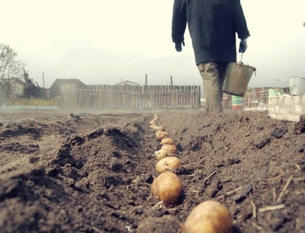 Новосибирские власти посоветовали жителям сажать картошку