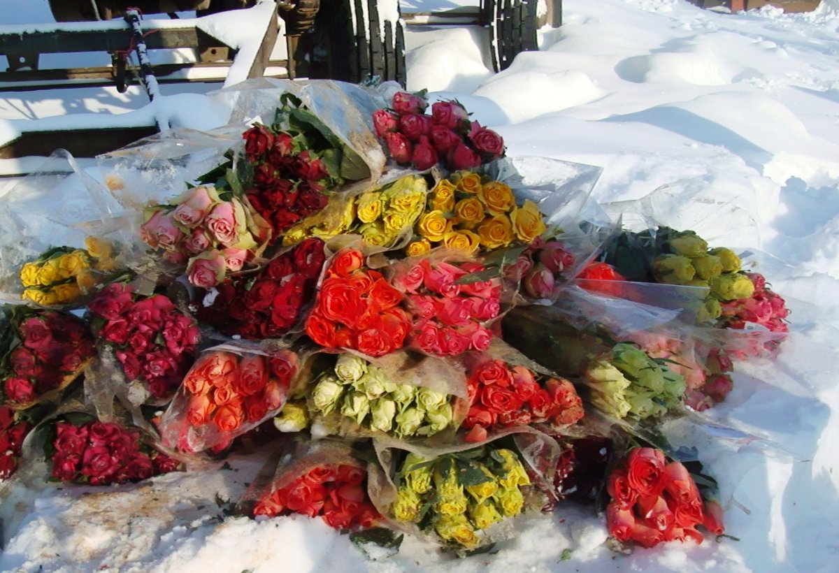 Сотни зараженных роз уничтожили в Новосибирске