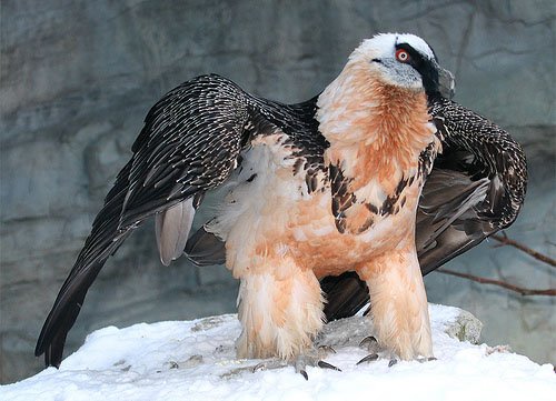 Самка бородача поселилась в новосибирском зоопарке