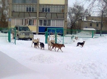 Бродячие собаки терроризируют детский сад