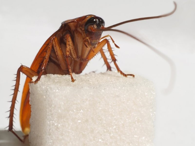 Новосибирские ученые сделали из тараканов зомби