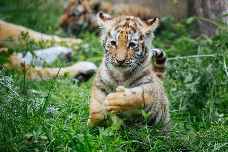 Новосибирский зоопарк отдал рекордное количество животных