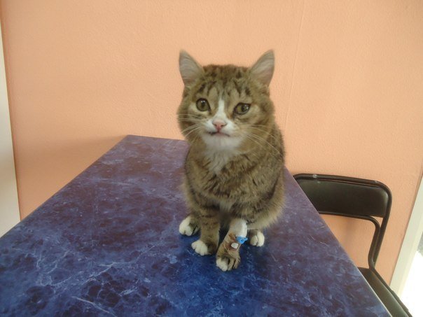 Кота с необычной мордой спасли от гибели в Новосибирске