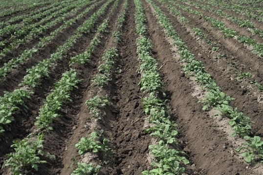 Новосибирцы засадили картошкой половину выделенной земли