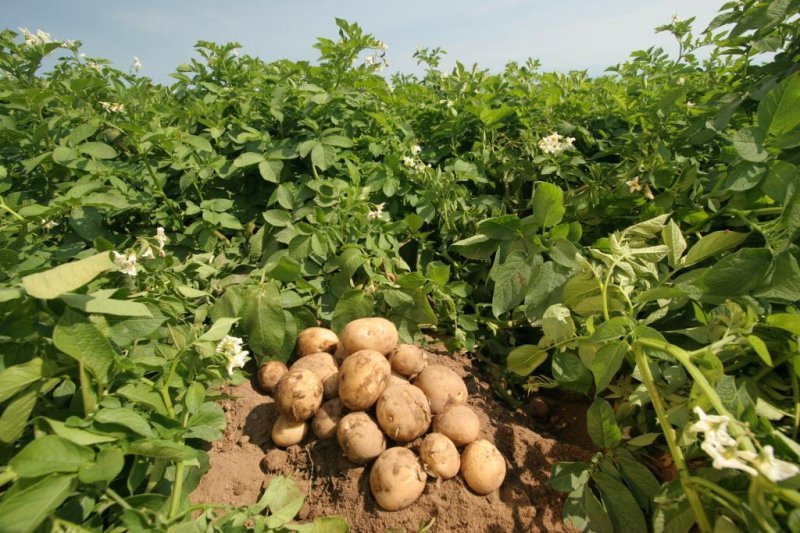 Картофельного вредителя нашли в Новосибирской области 