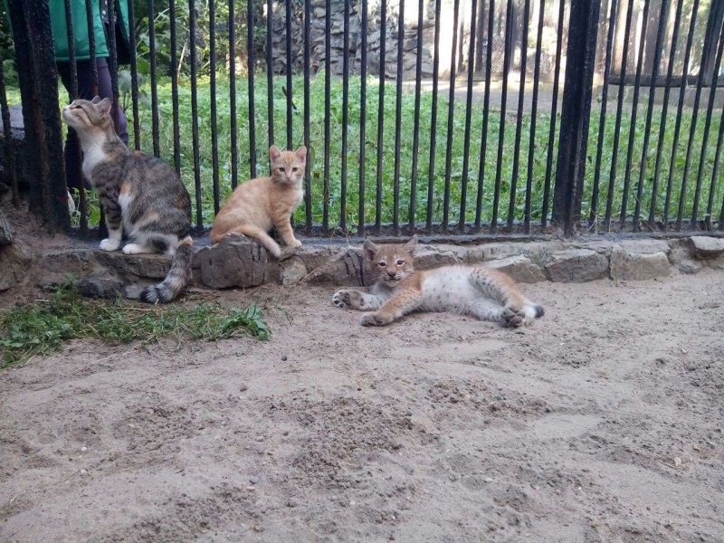 Домашняя кошка выкормила слабого рысенка в зоопарке