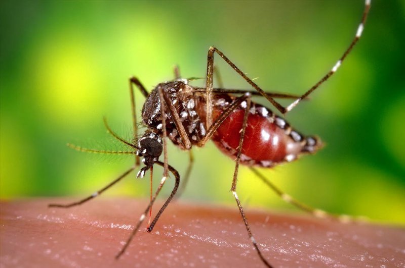 Новосибирские ученые пообещали уничтожение 95% комаров