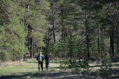 Пожилой грибник заблудился в лесу в Новосибирской области