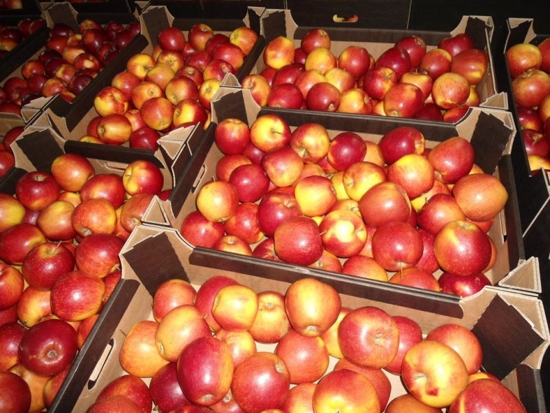 Польские яблоки из «Бахетле» уничтожили в Новосибирске