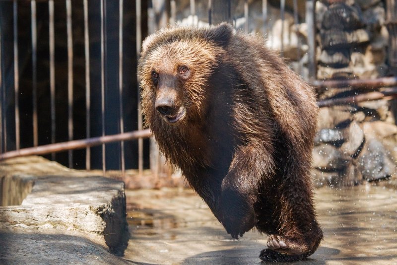 Новосибирский зоопарк отдал бурых медвежат