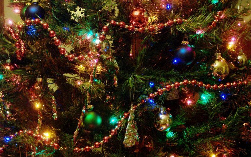 Мэрия Новосибирска заказала новогоднюю ель высотой 22 метра